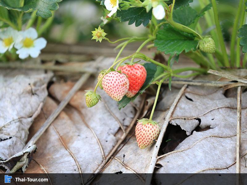ลูกจากต้นสตรอเบอร์รี่