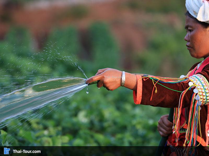 คนดูแลสวนสตรอเบอร์รี่