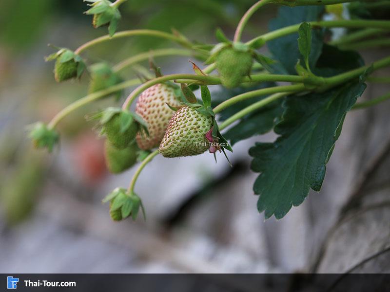 ออกลูกสตรอเบอร์รี่ เยอะมากๆ