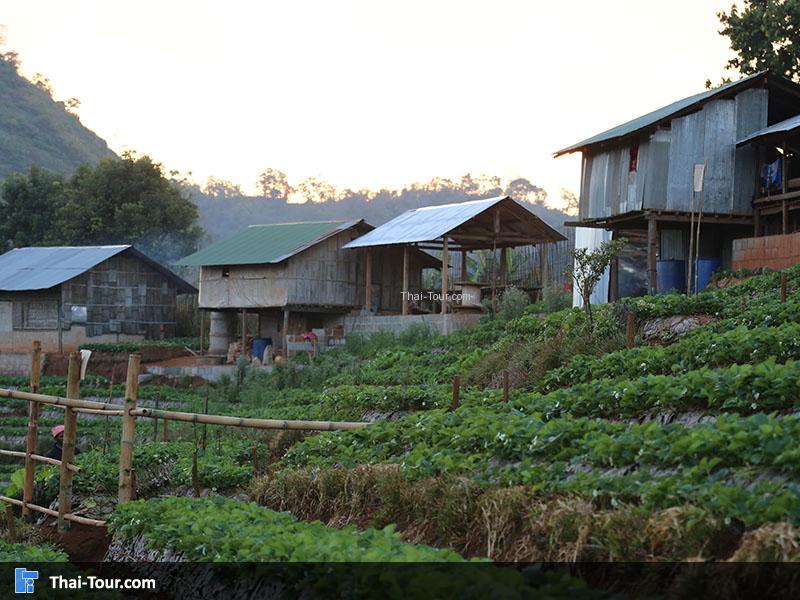 มีเว้นที่ว่างให้ไว้เดินเก็บ สตรอเบอร์รี่