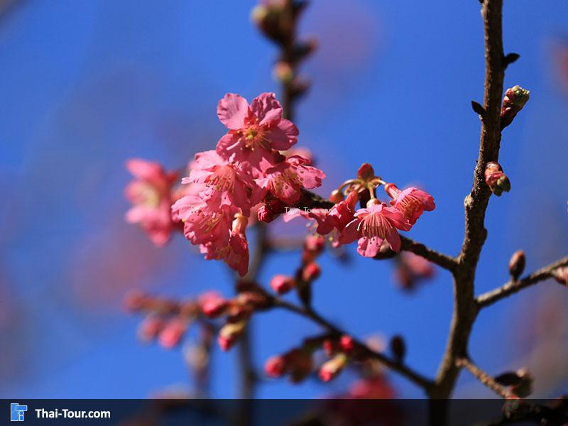 ต้นซากุระเมืองไทย