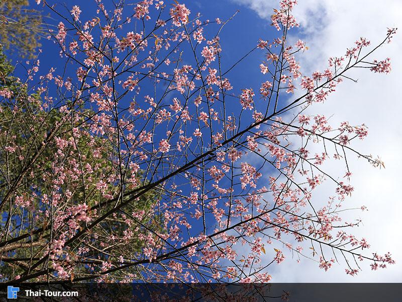 ต้นซากุระเมืองไทย