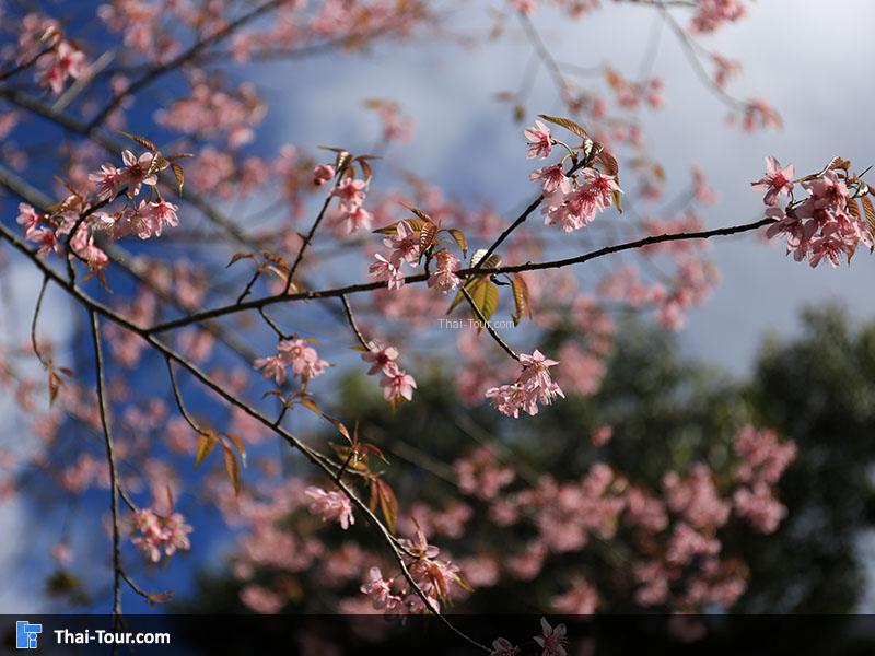 ซากุระเมืองไทย