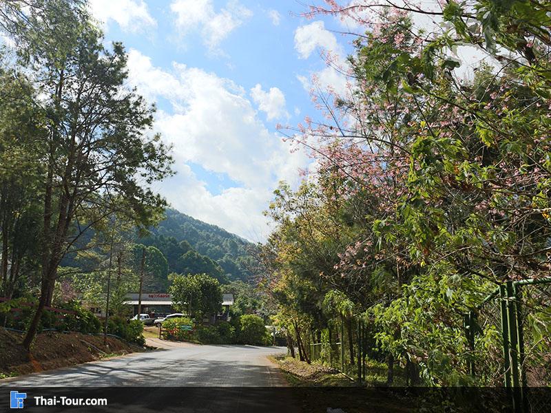 เส้นทางท่องเที่ยวบนดอยอ่างขางนั้นมีพญาเสือโคร่งขึ้นอยู่มากมาย 2 ข้างทาง