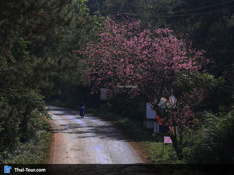 อยู่เต็มข้างทางขึ้นดอย
