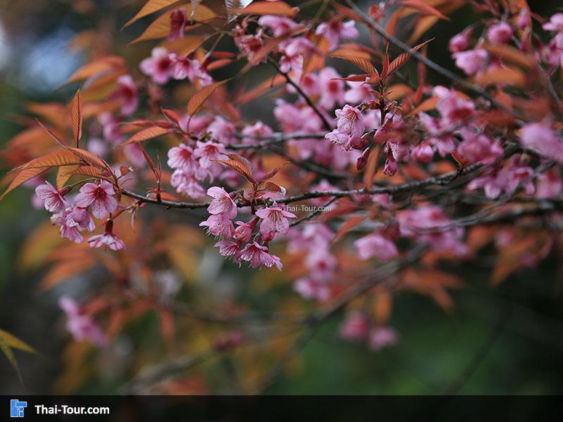 สวยงามมาก 