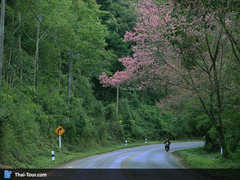 เส้นทางจากดอยอ่างขางไปจุดชมวิวดอยม่อนสน