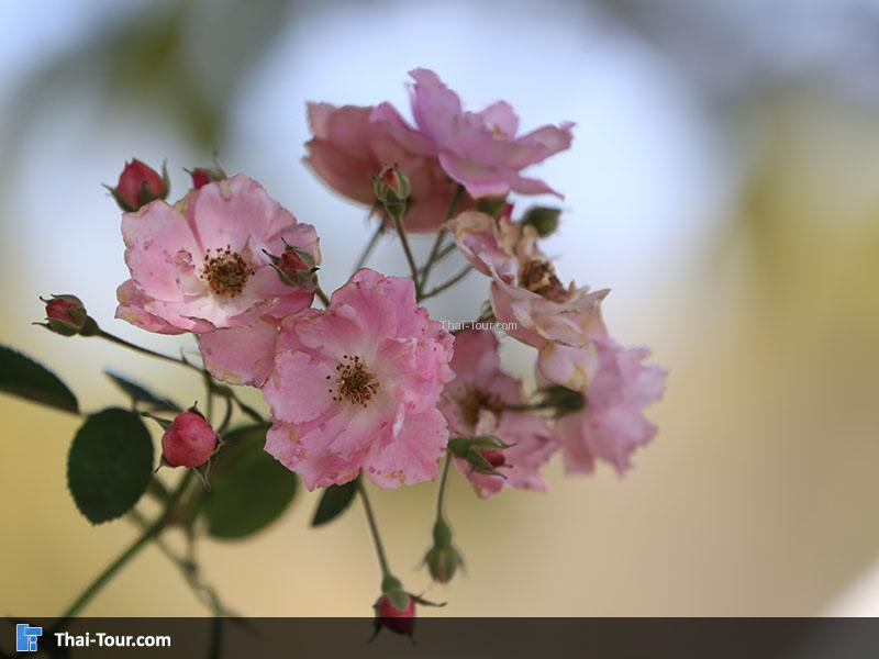 ซุมกันชัดๆ ดอกซากุระเมืองไทย,พญาเสือโคร่ง