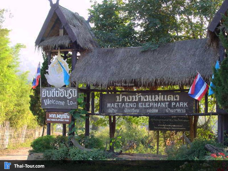 ปางช้างแม่แตง