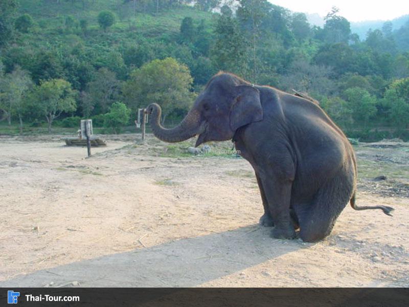 โชว์ช้าง