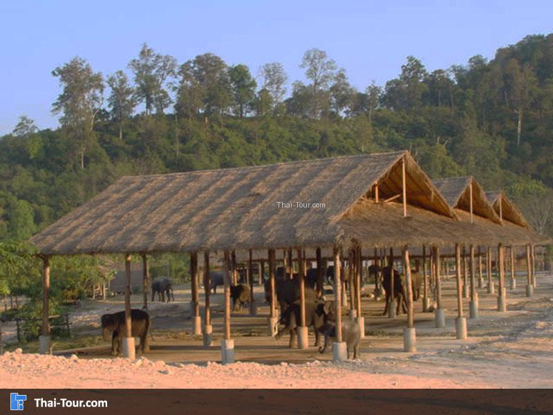 กิจกรรมขี่ช้าง