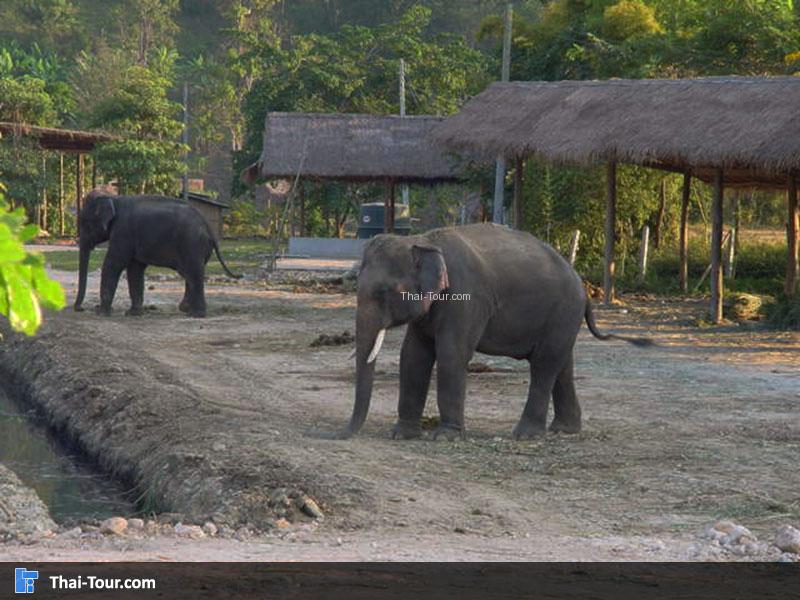 กิจกรรมขี่ช้าง อาบน้ำช้าง