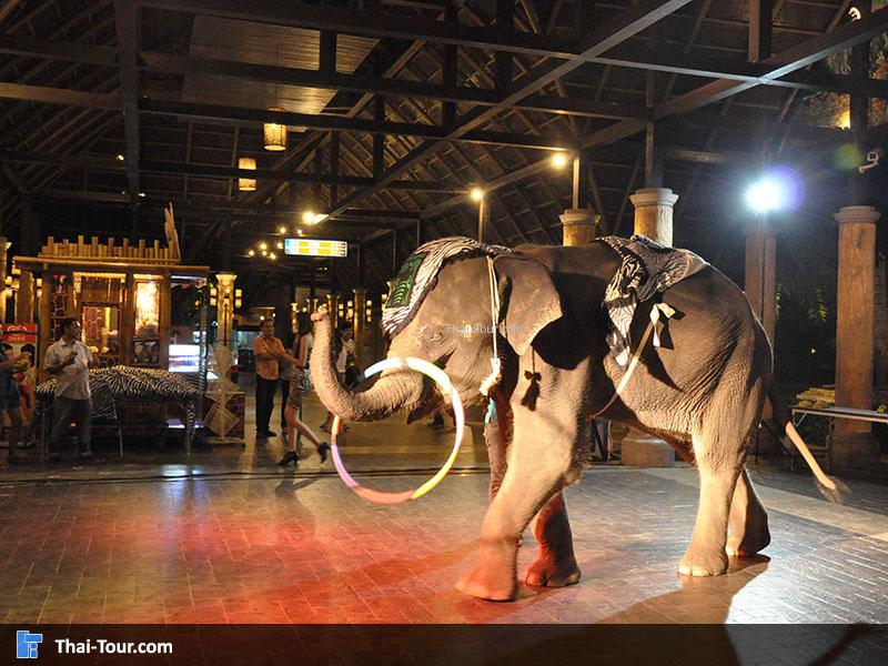 งานแสดงโชว์ช้าง
