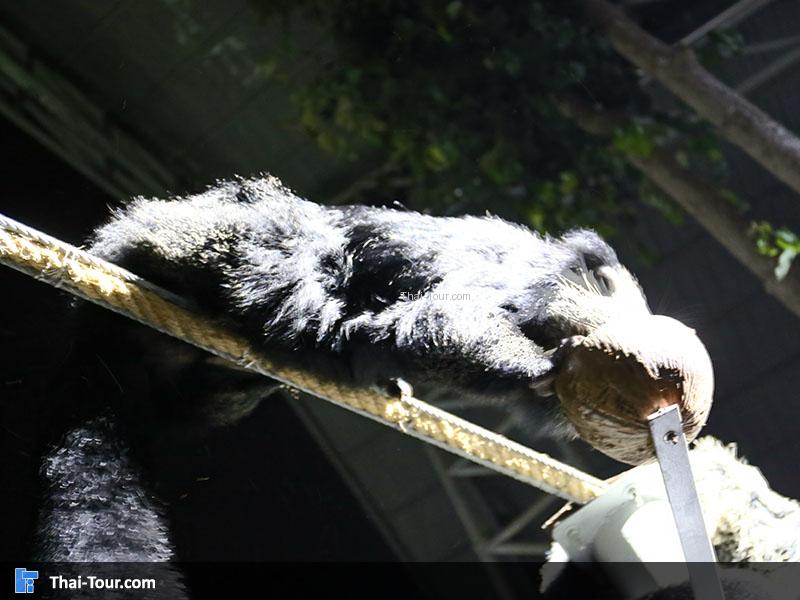 เชียงใหม่ไนท์ซาฟารี