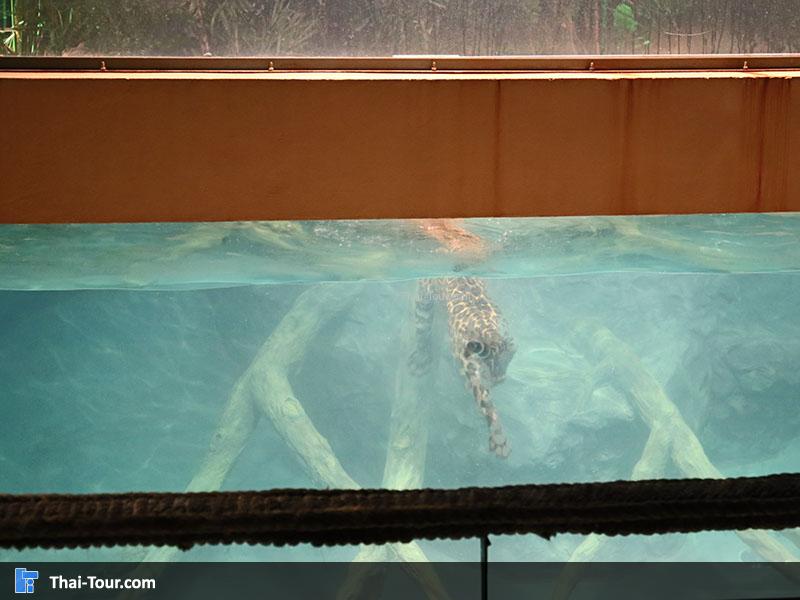 เชียงใหม่ไนท์ซาฟารี