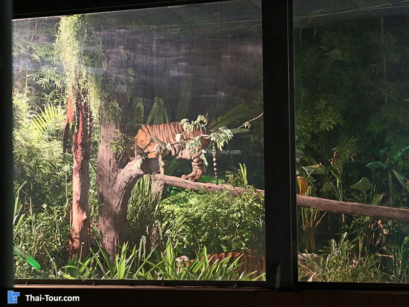 เชียงใหม่ไนท์ซาฟารี