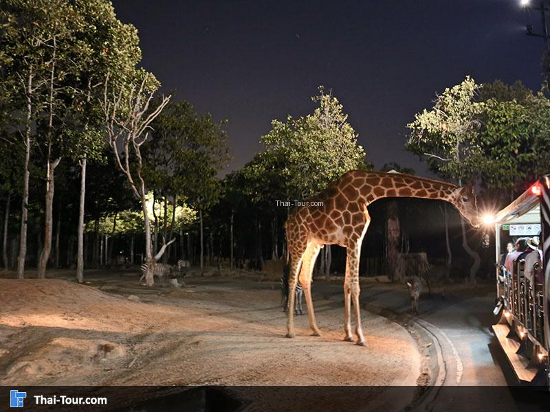 ชมยีราฟในตอนกลางคืน