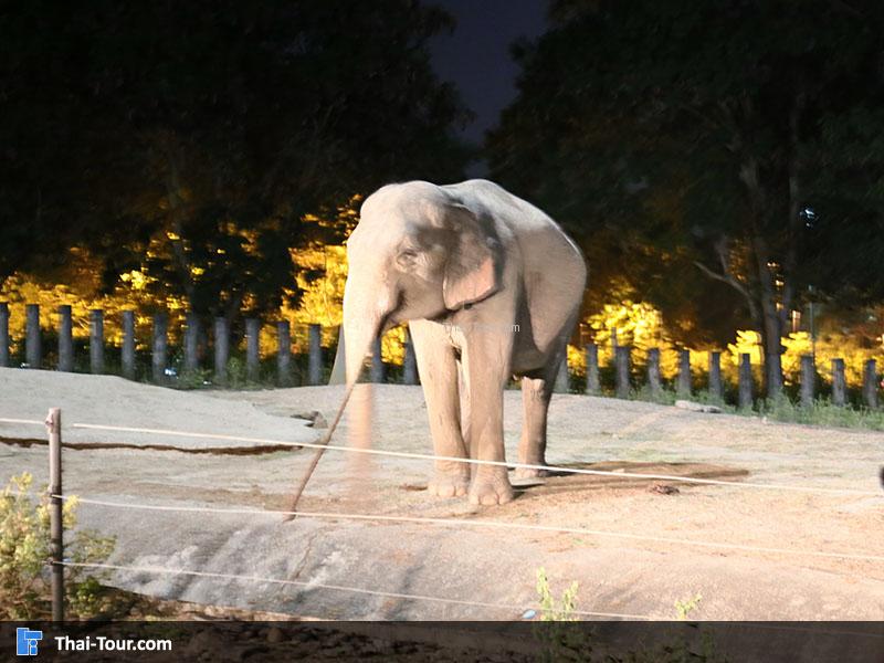 ชมช้างในตอนกลางคืน
