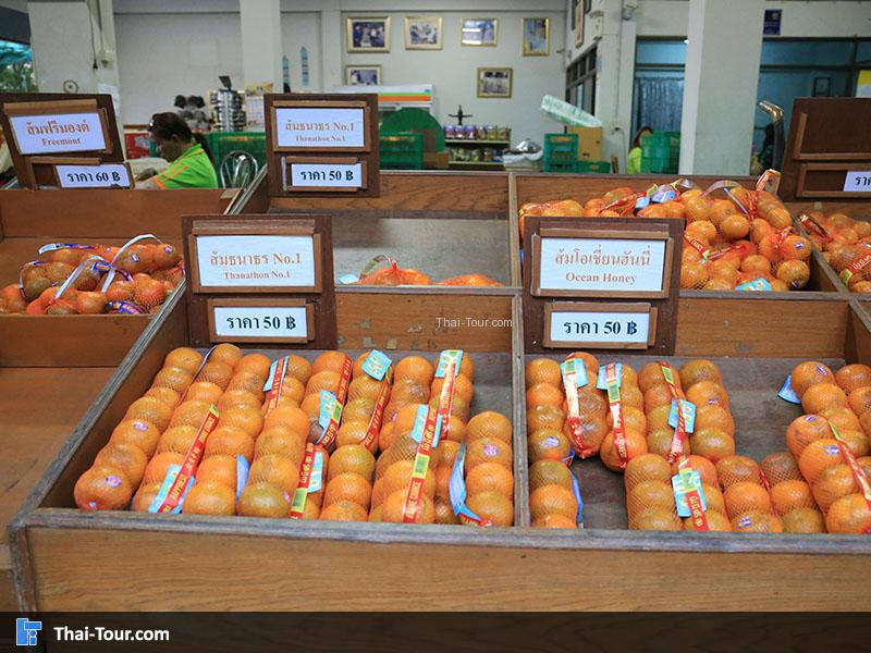 ส้มที่ได้จากสวนส้มธนาธร