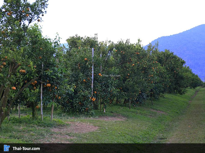 ที่นี่ปลูกส้มได้มากกว่า 10 สายพันธุ์  โอบล้อมด้วยธรรมชาติ ขุนเขา