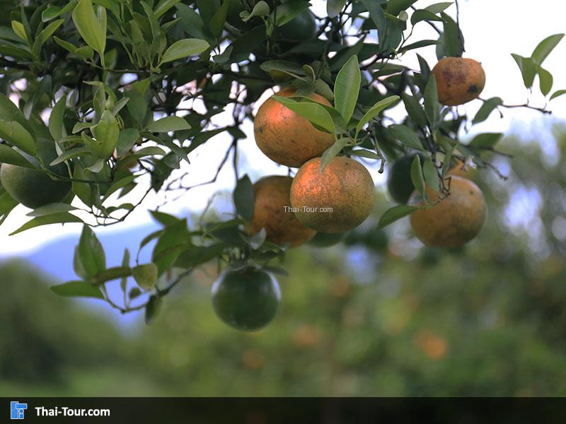 ต้นส้มภายในสวนส้มธนาธร