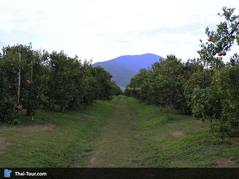 บรรกาศทางรถในสวนส้มธนาธร