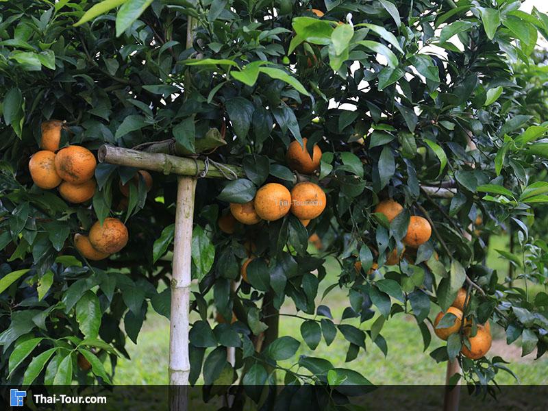 ดูลูกส้ม สวยๆทั้งนั้น