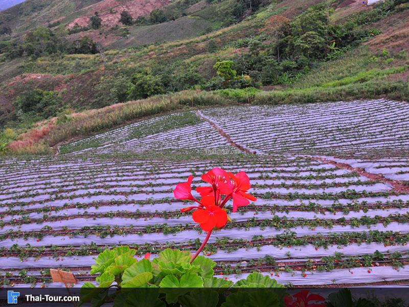 ไร่สตอเบอรี่