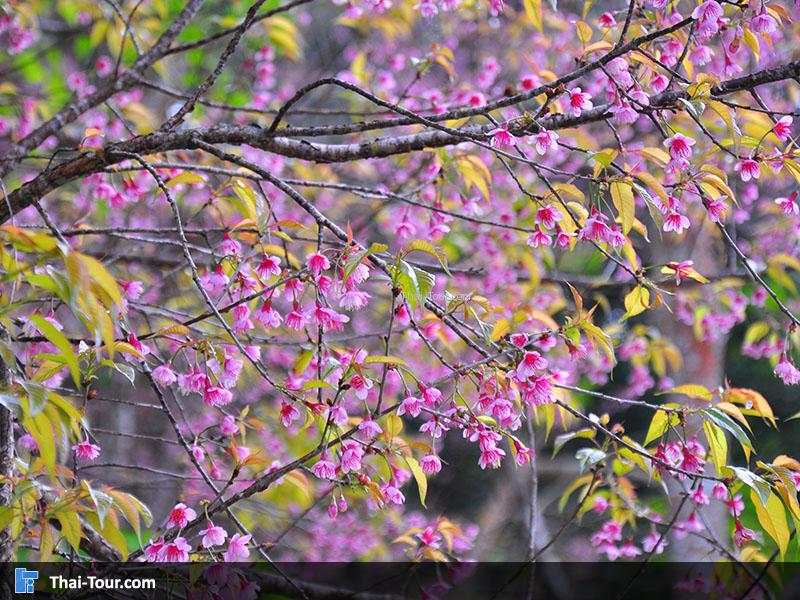 ดอกพญาเสือโคร่ง