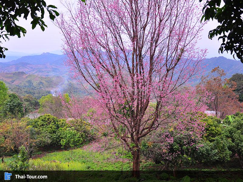 ดอกพญาเสือโคร่ง