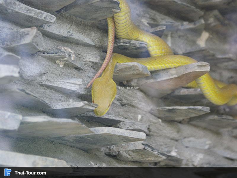 สวนงู สภากาชาดไทย