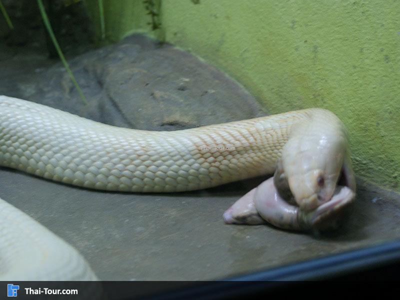 สวนงู สภากาชาดไทย