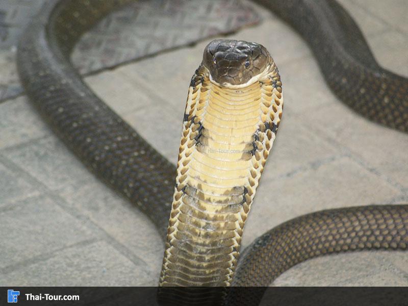 สวนงู สภากาชาดไทย