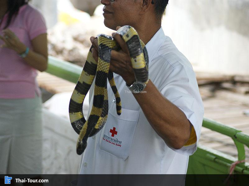 สวนงู สภากาชาดไทย