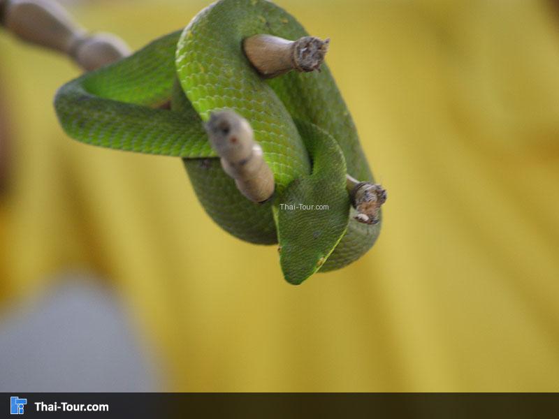 สวนงู สภากาชาดไทย