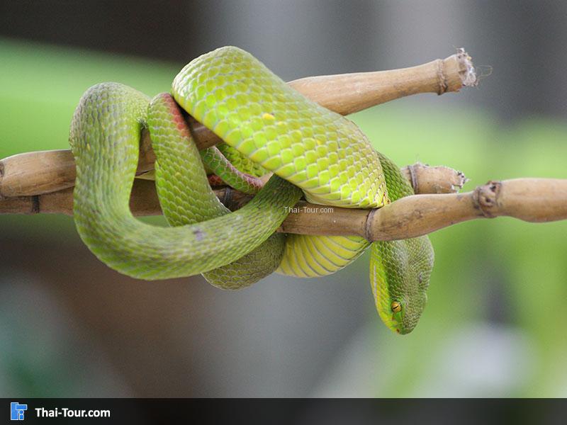 สวนงู สภากาชาดไทย