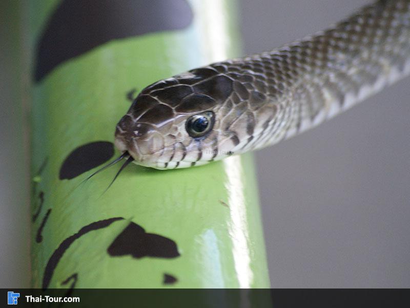 สวนงู สภากาชาดไทย