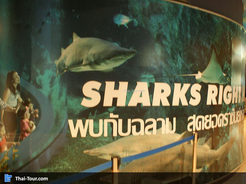 มุมถ่ายภาพ