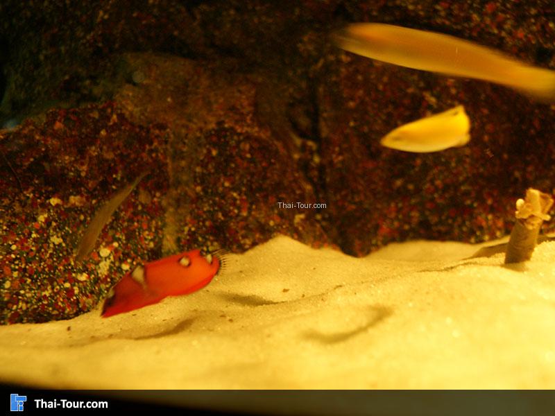 ปลาหลากสี