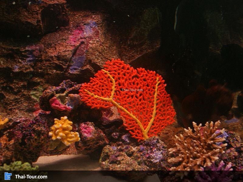 แนวปะการัง 