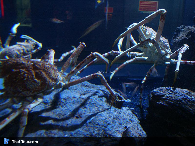 ปูที่ใหญ่ที่สุดในโลก