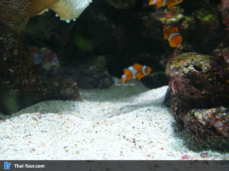 แนวปะการัง 