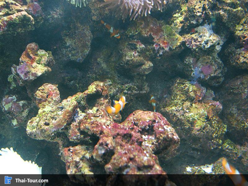 แนวปะการัง 