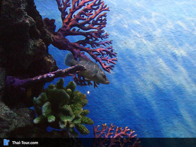 แนวปะการัง 