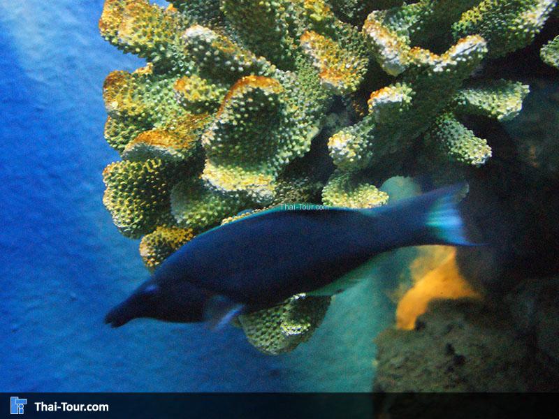 แนวปะการัง 