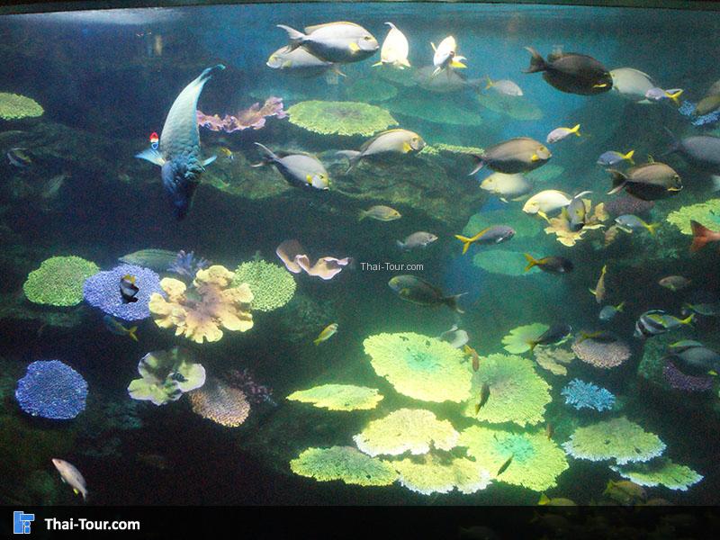 แนวปะการัง 