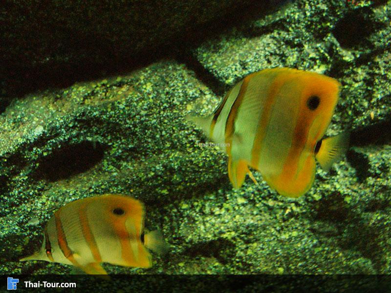 แนวปะการัง 