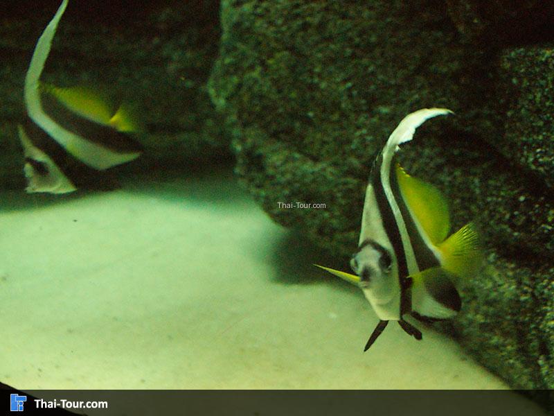 แนวปะการัง 