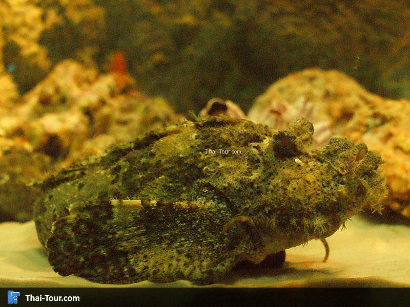 แนวปะการัง 