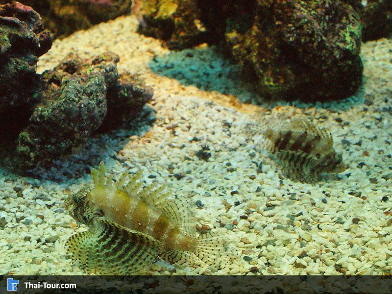 ปลาแมงป่อง